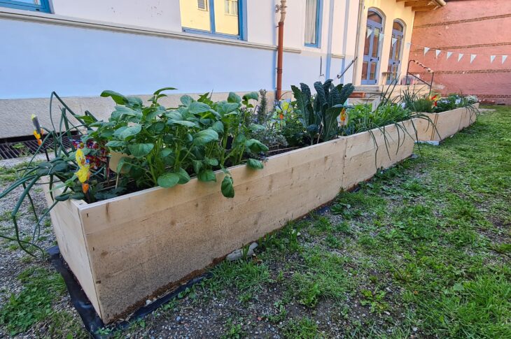 orto nel cortile della scuola dell'infanzia di cavour